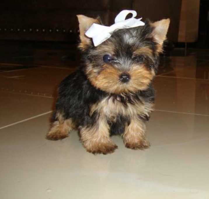Photo of lola