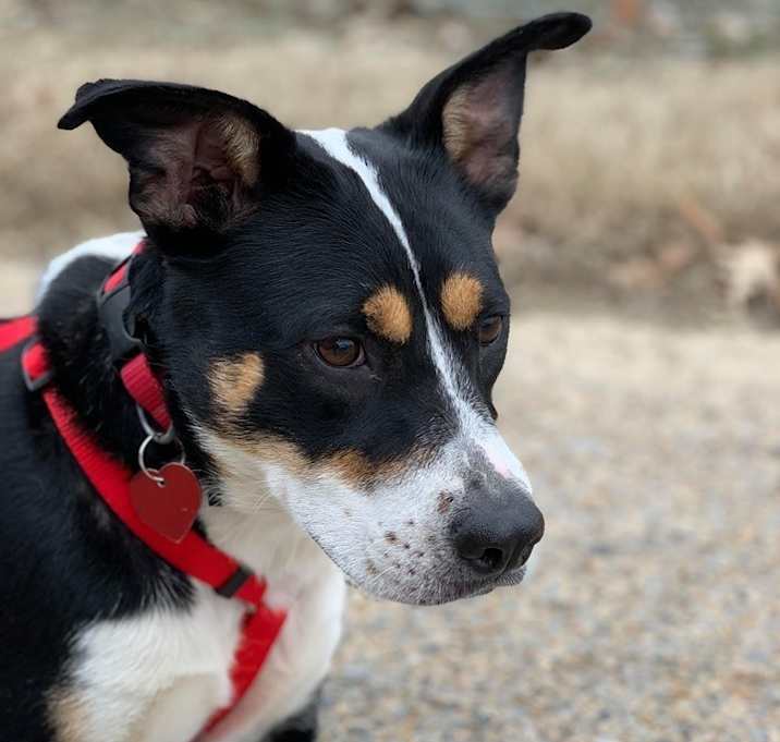 Photo of Toodles