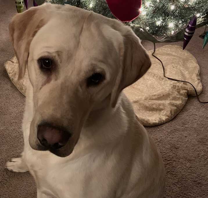Photo of Kopper