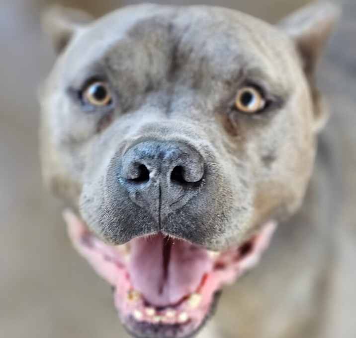 Photo of "The Beast"