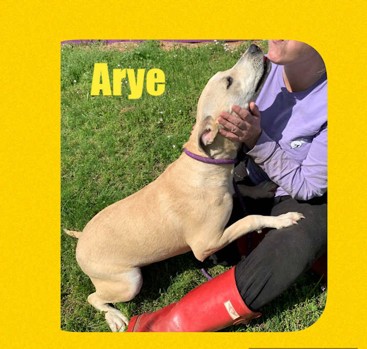 Photo of Arye