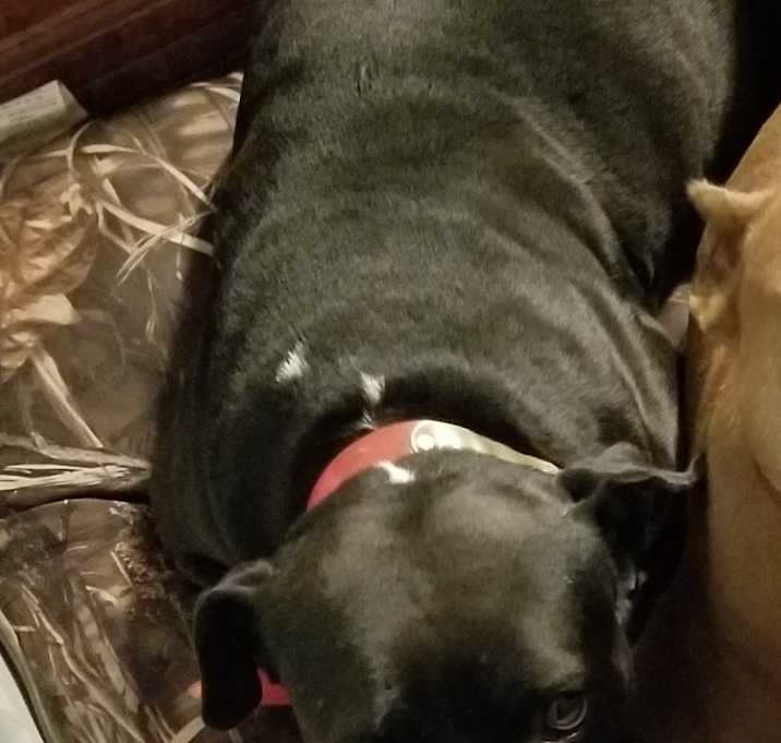 Photo of Shiloh