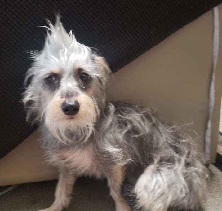 Photo of Gracie