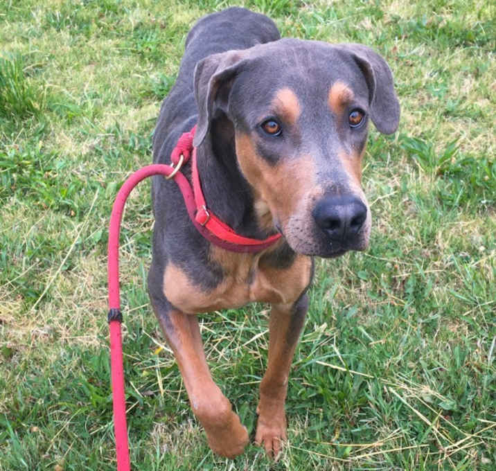 Photo of Samson