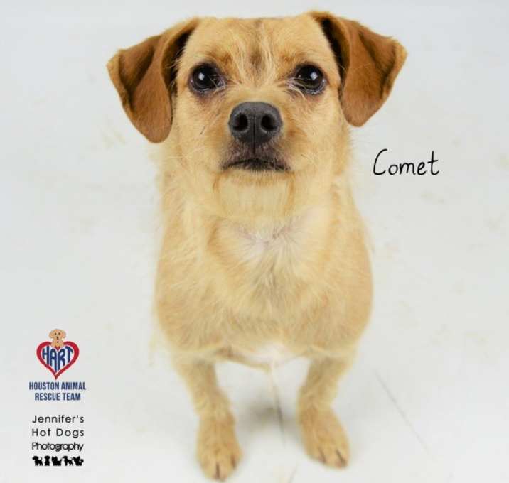 Photo of Comet