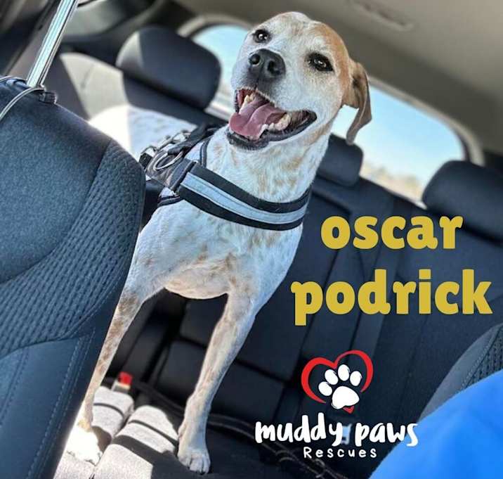 Photo of Oscar