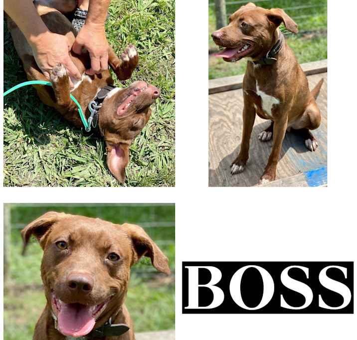 Photo of BOSS
