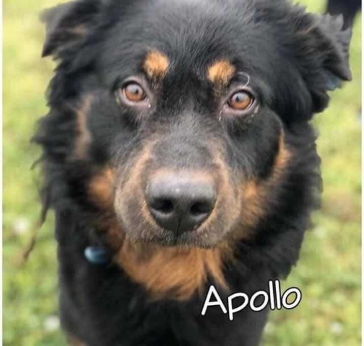 Photo of Apollo