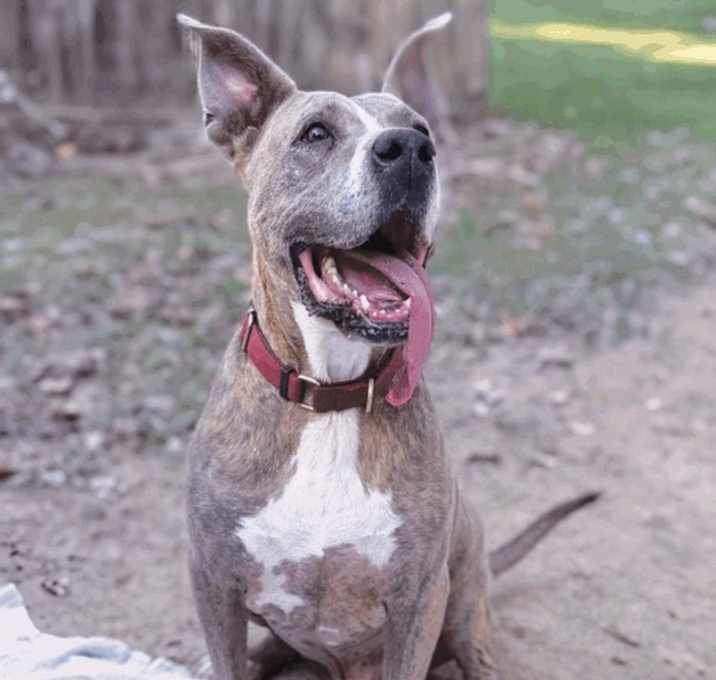 Photo of Taz