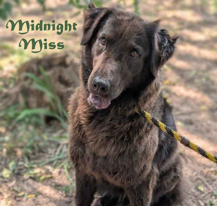 Photo of Midnight Miss