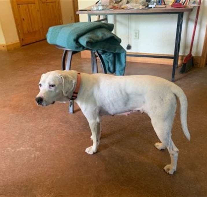 Photo of Sugar