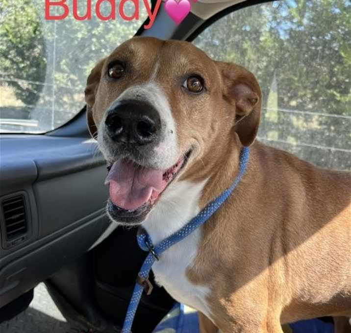 Photo of Buddy