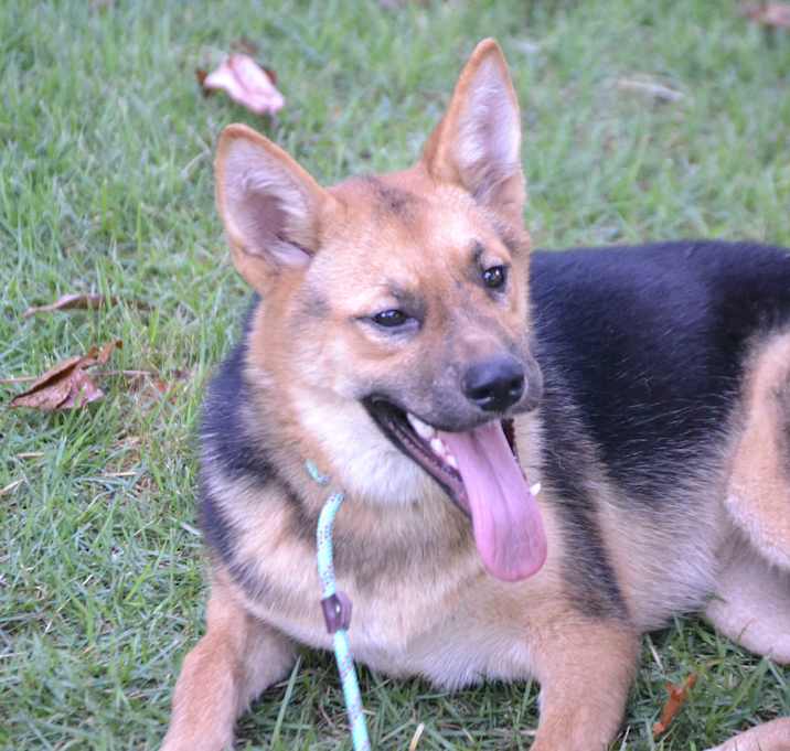 Photo of Sadie