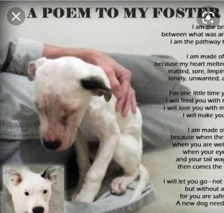 Photo of Foster application ONLY