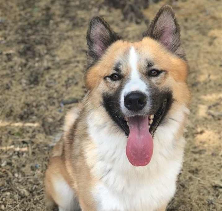 Photo of Beau