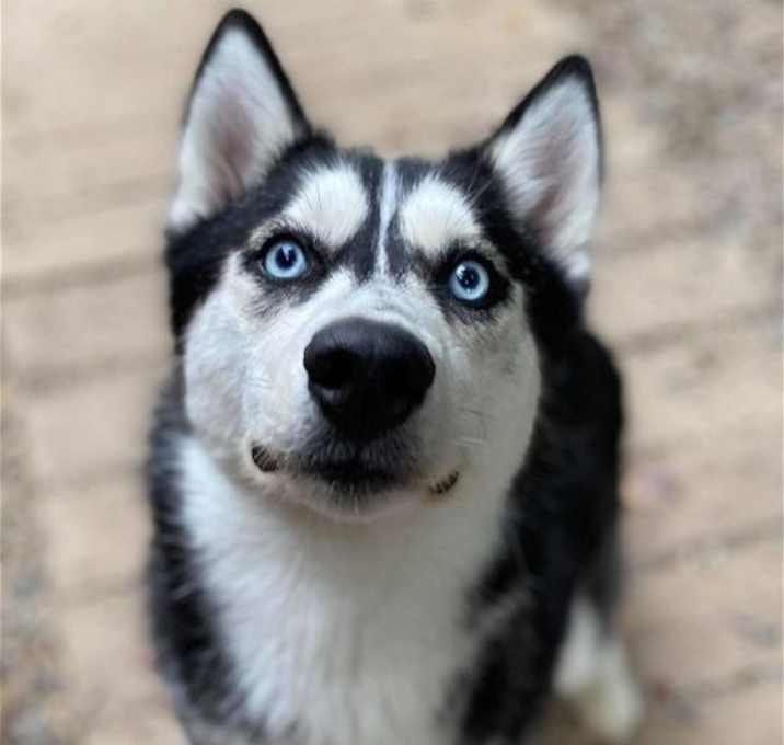 Photo of Sage