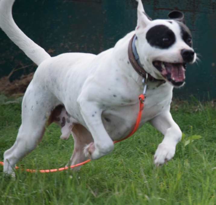 Photo of Archer