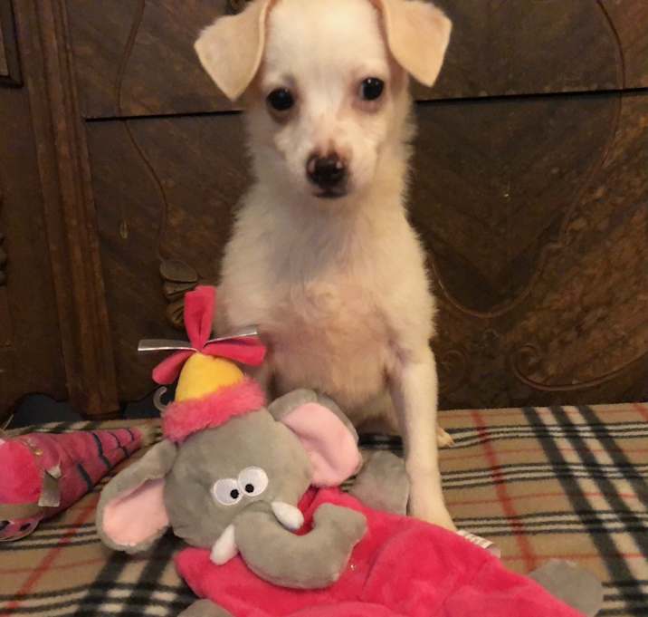 Photo of Snickers