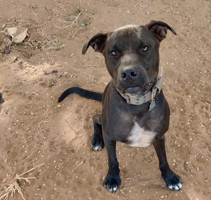Photo of Lucky