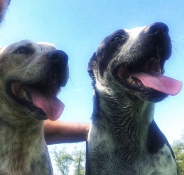 Photo of Buddy