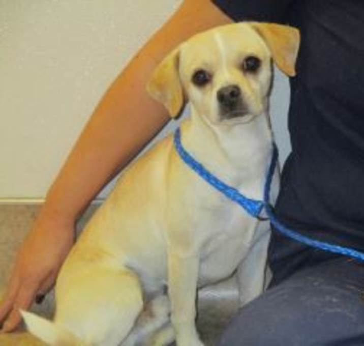 Photo of Chip