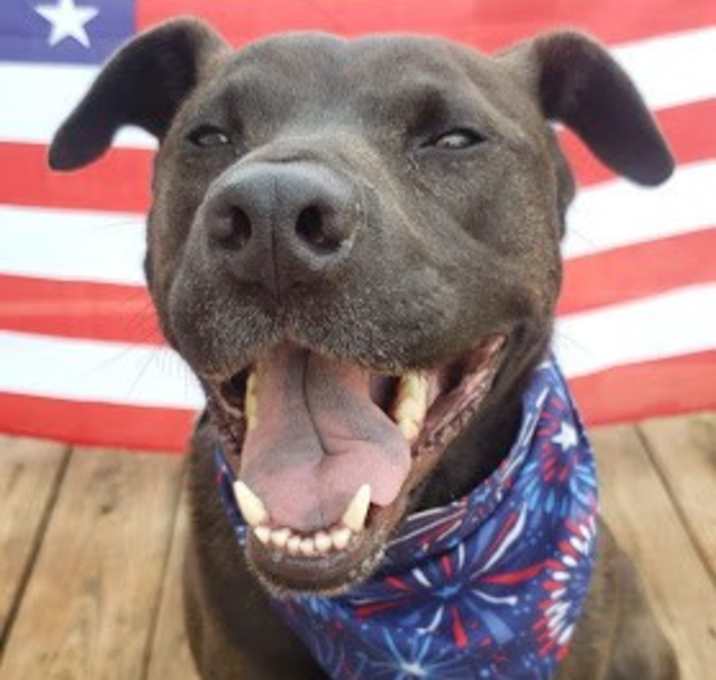 Photo of Brutus