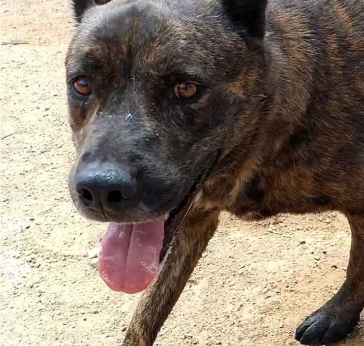 Photo of Reddy