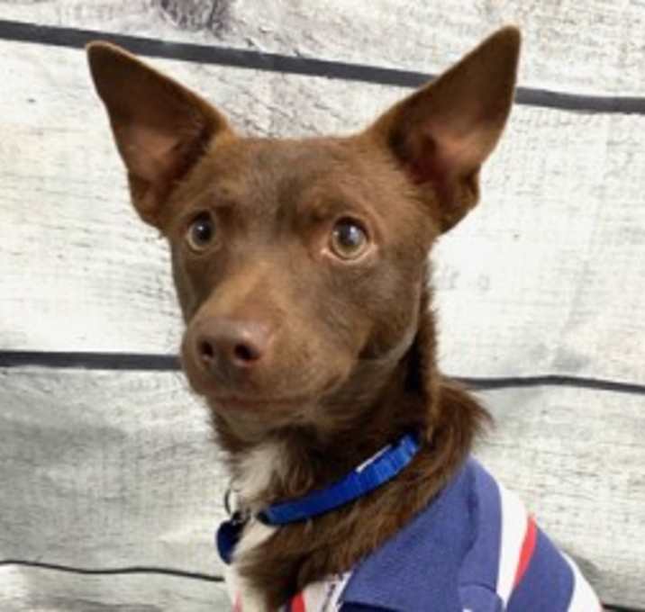 Photo of Moose