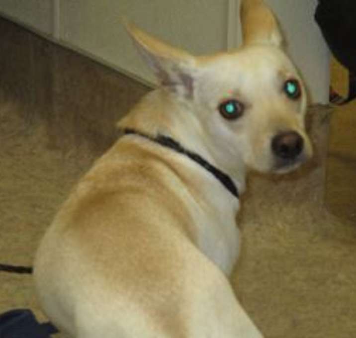 Photo of Buddy