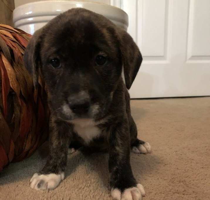 Photo of Alfredo (Buster)