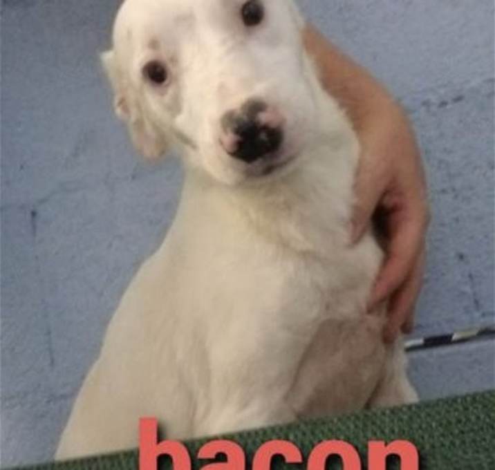 Photo of Bacon *