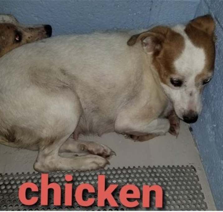Photo of Chicken *