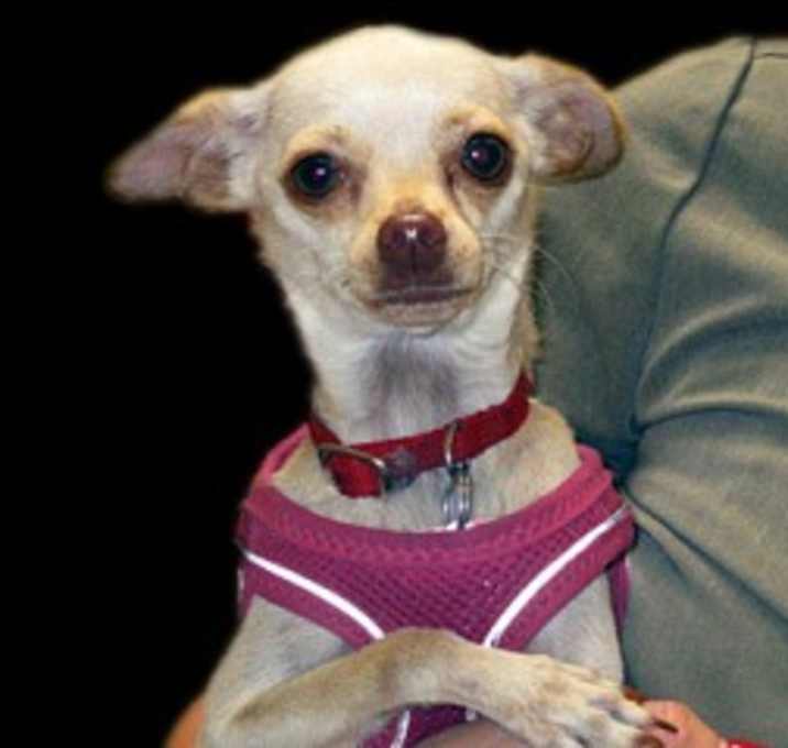 Photo of Bella