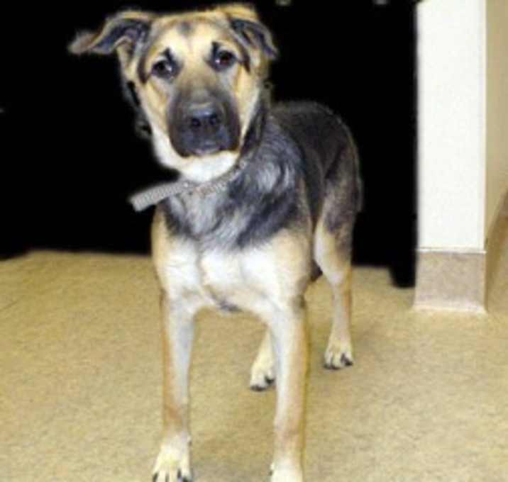 Photo of Biscotti