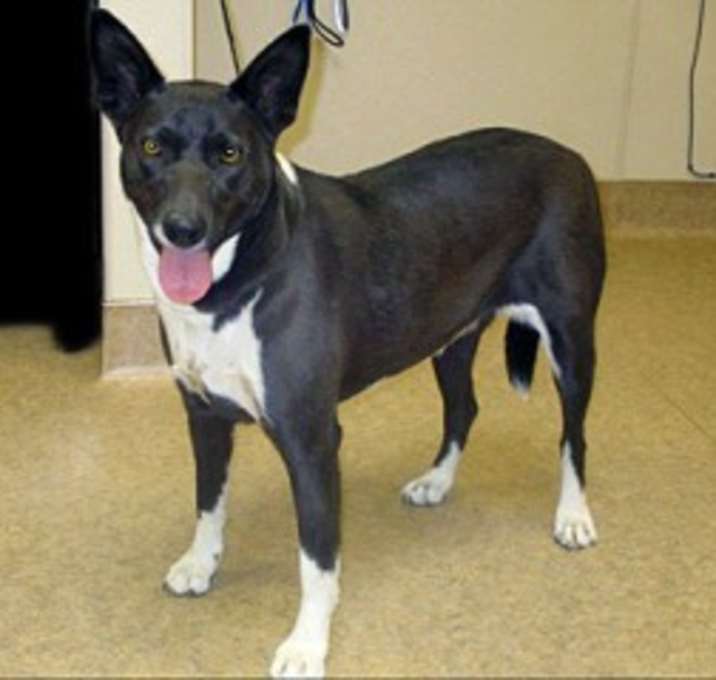 Photo of Cayenna (Annie)