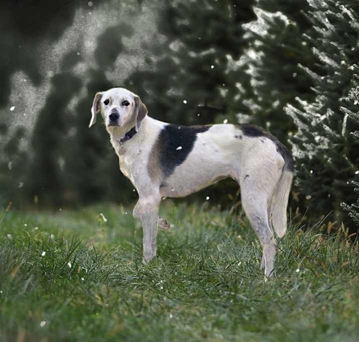 Photo of Sponsorship only/Daisy