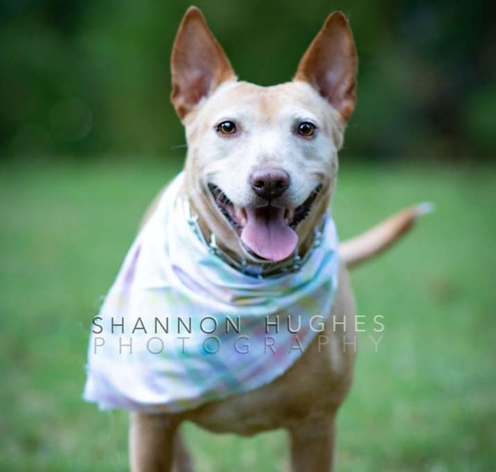 Photo of Sheba