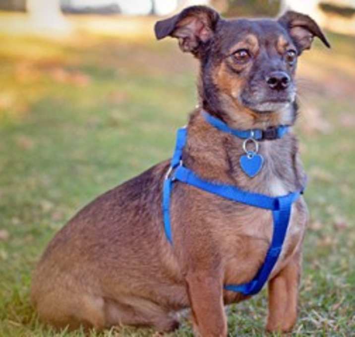 Photo of Cocoa