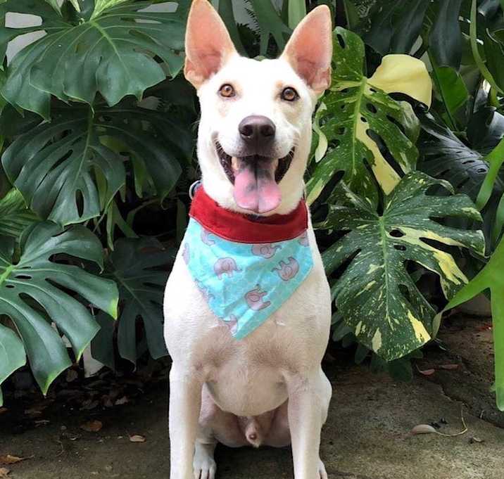 Photo of RUFUS
