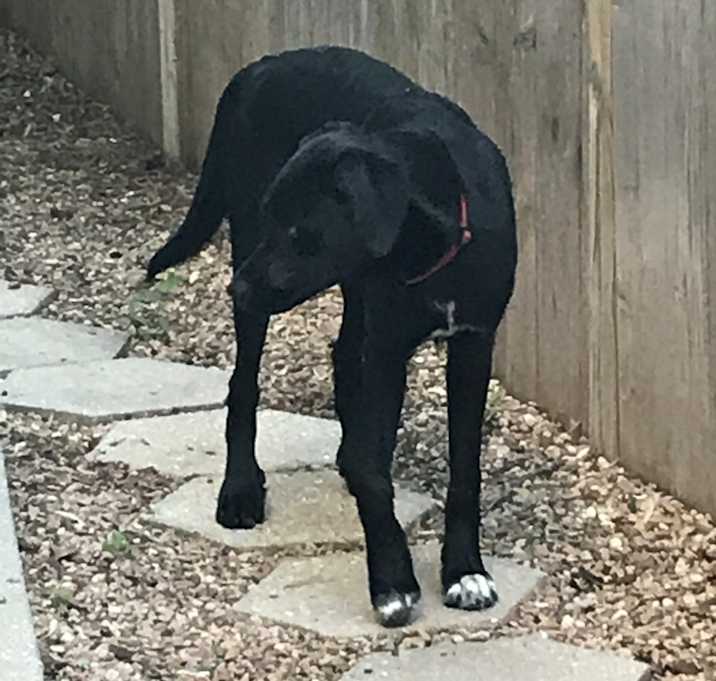 Photo of Tyson