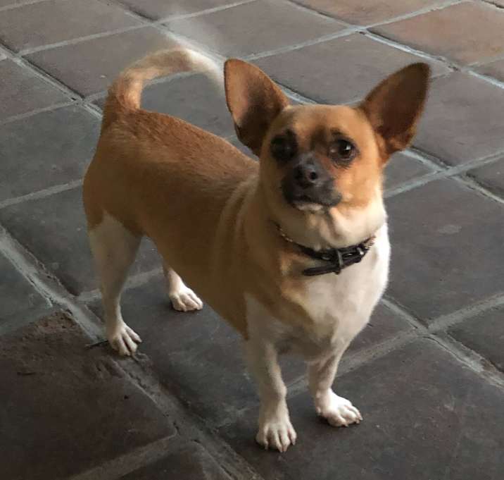 Photo of Stitch