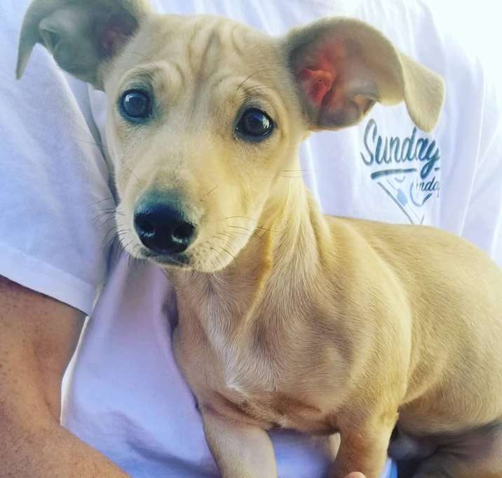 Photo of Hector