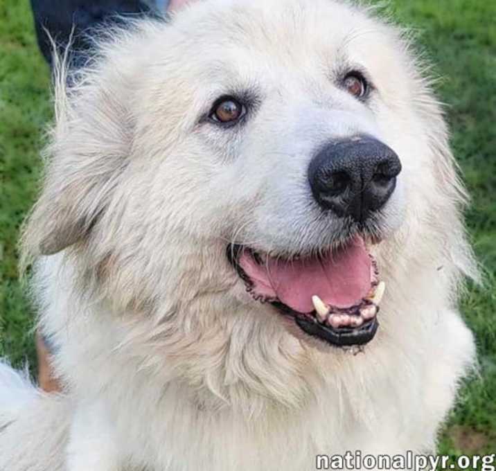 Photo of Jonas in PA - Lots of 'Pawtential'