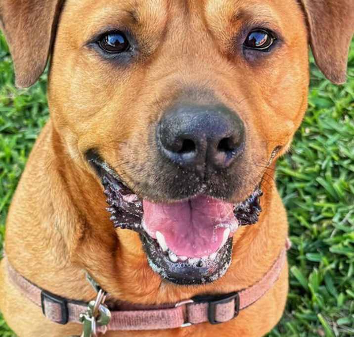 Photo of Chester