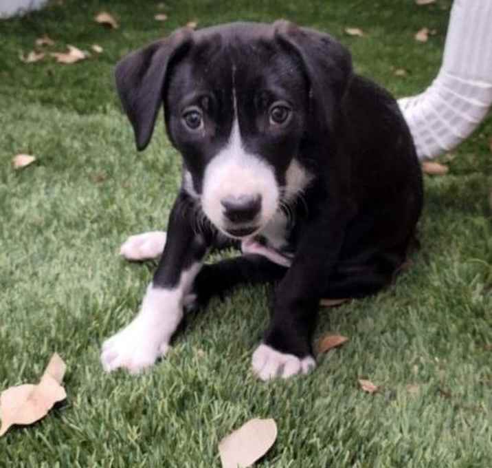 Photo of Dash - "ADOPTED"