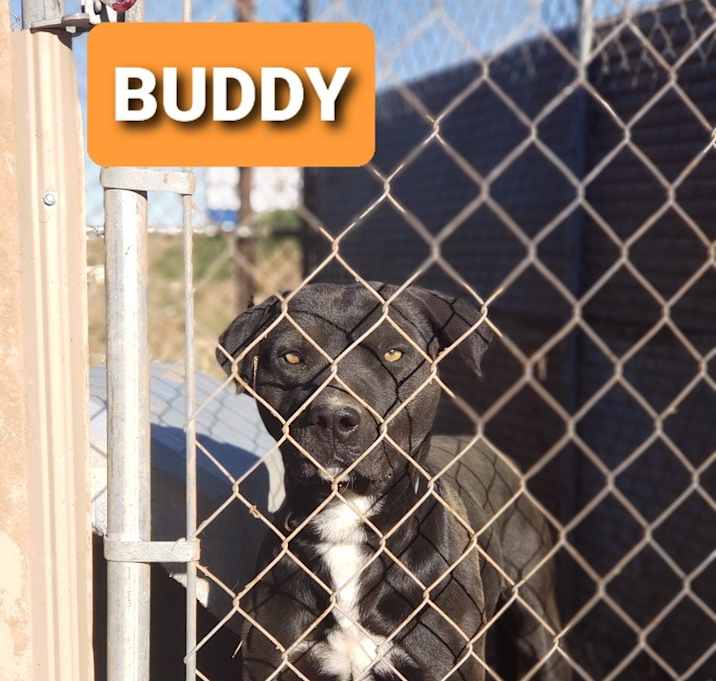 Photo of Buddy