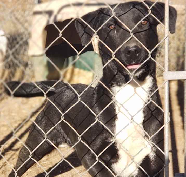 Photo of Sweet Pea