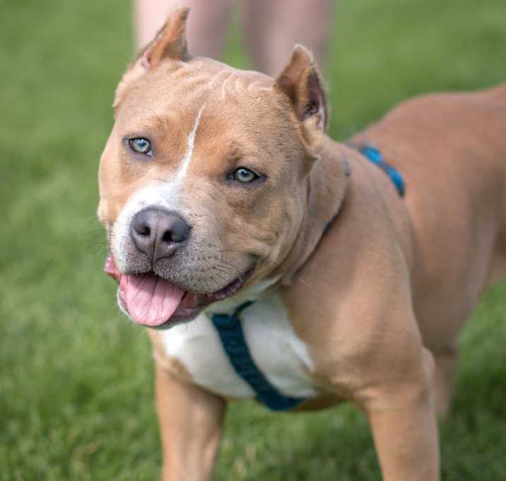 Photo of Ace