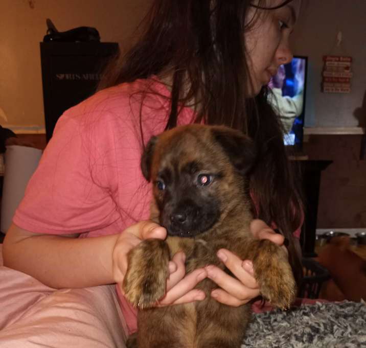 Photo of Koda