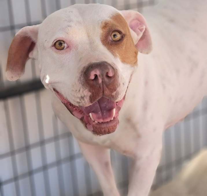 Photo of Aggie